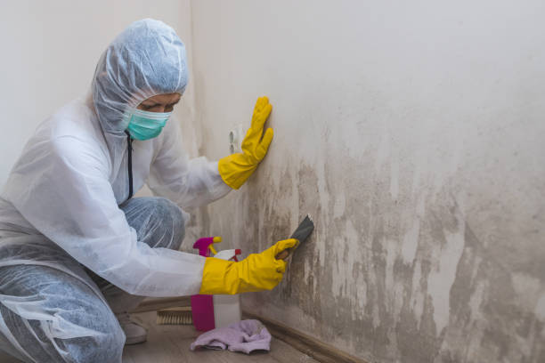 Best Basement Mold Removal  in Garden Plain, KS